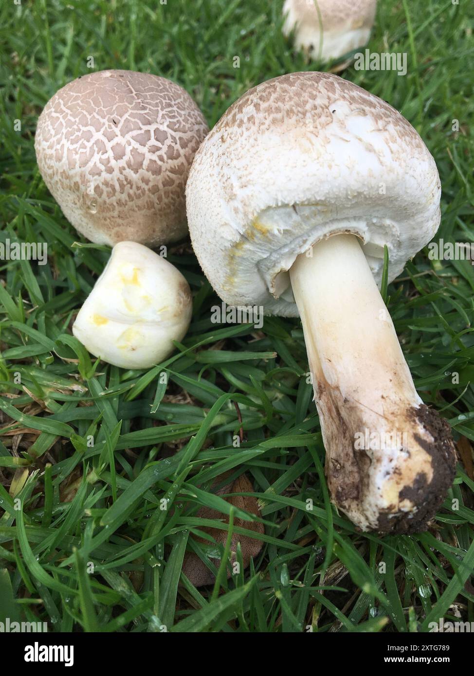 Champignons jaunes (Agaricus xanthodermus) Banque D'Images