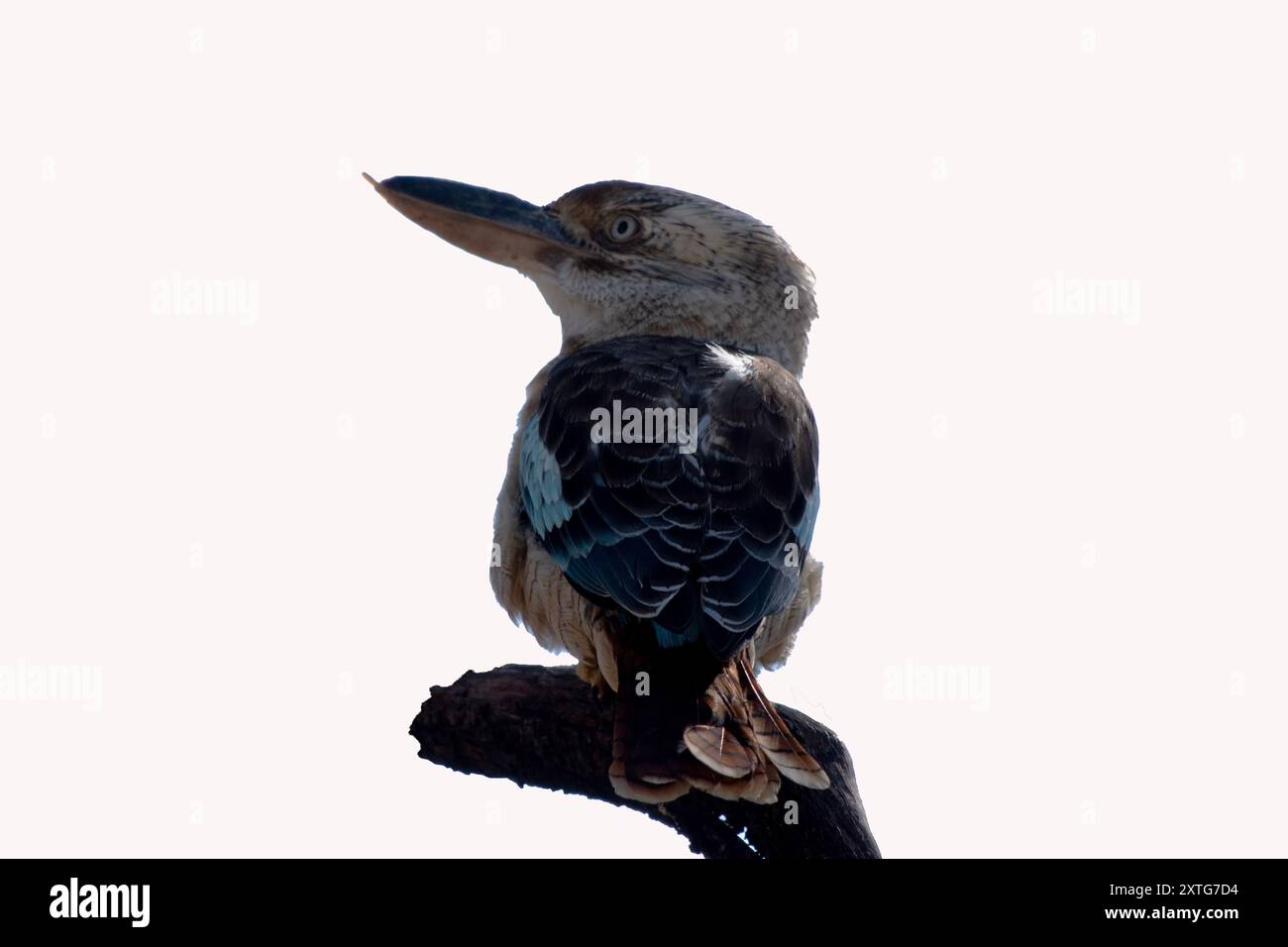 Le Kookaburra à ailes bleues est un grand kingfisher avec une grosse tête carrée et un long bec. Il a un œil pâle distinctif. Banque D'Images