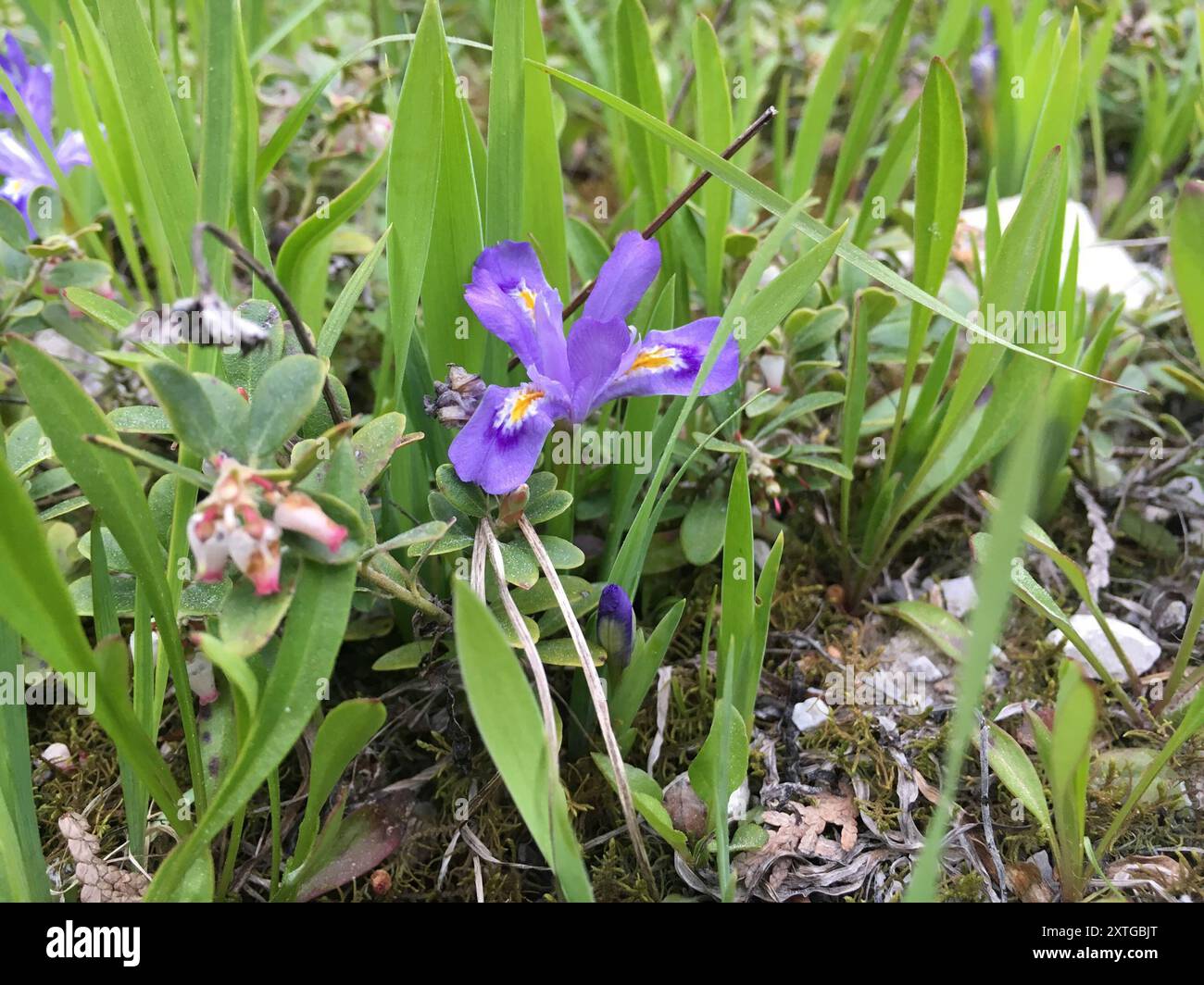 Lac nain Iris (Iris lacustris) Plantae Banque D'Images