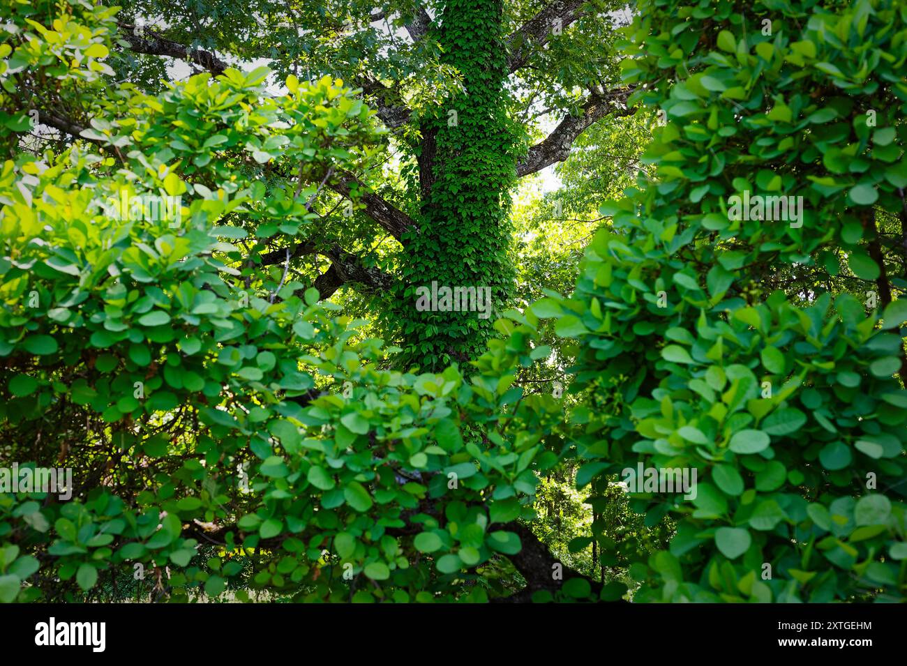 The Gropius House - Lincoln, ma - Nouvelle-Angleterre historique. Un grand arbre de feuillus couvert de vignes verdoyantes entouré de riches feuillages au Bauhaus In Banque D'Images