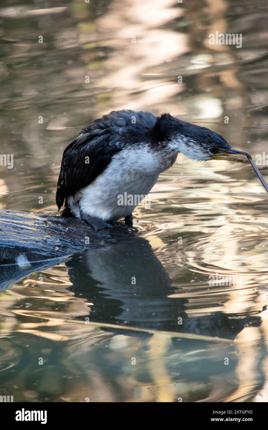 Le petit Cormoran pied est un oiseau de taille moyenne avec des ailes noires et une queue noire. Il a un visage et une poitrine blancs. Banque D'Images