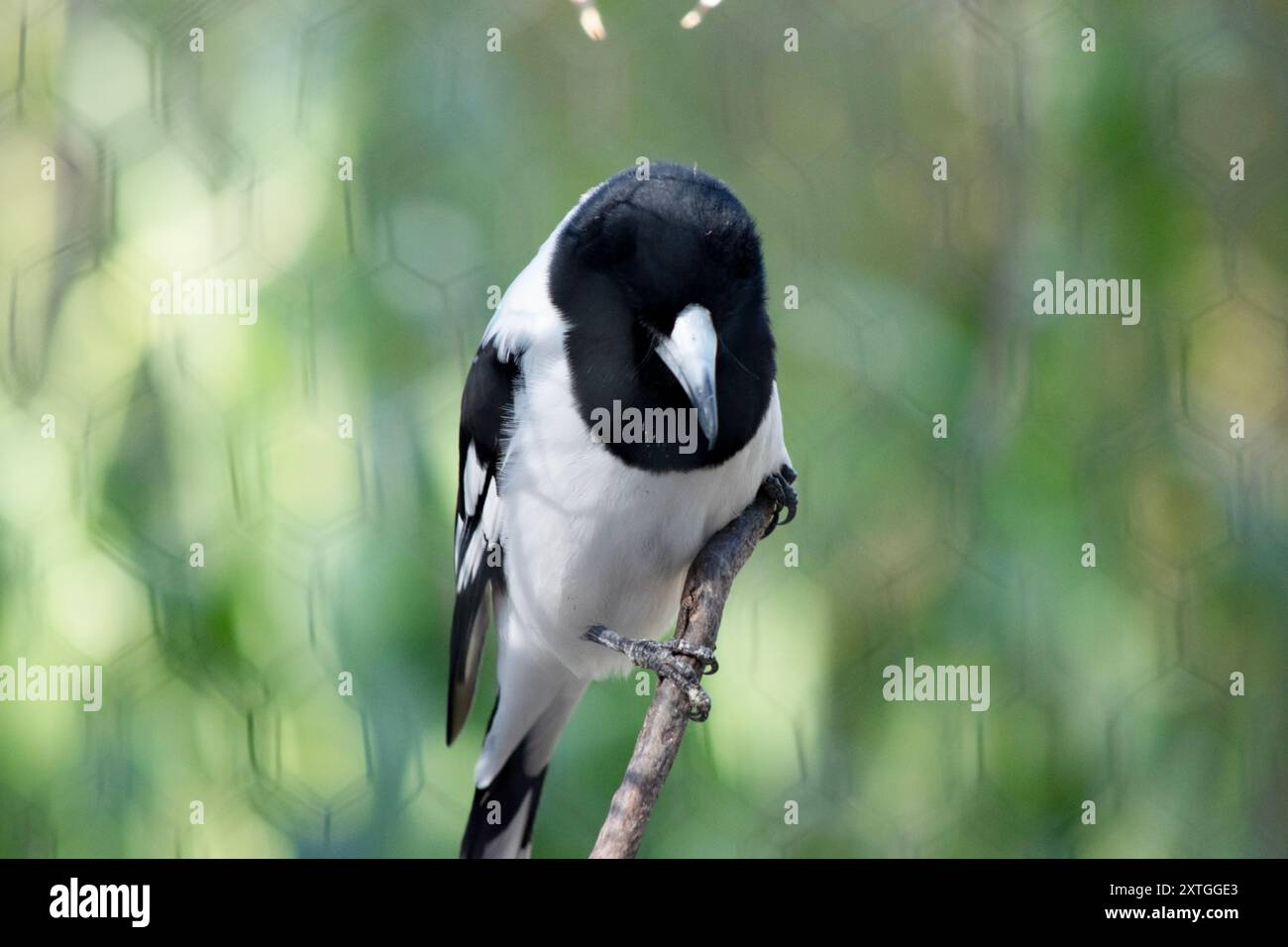 Le Boucherbird pied est un oiseau noir et blanc de taille moyenne. Il a une capuche noire complète, un œil brun foncé et un bec long, crochu, gris et noir Banque D'Images