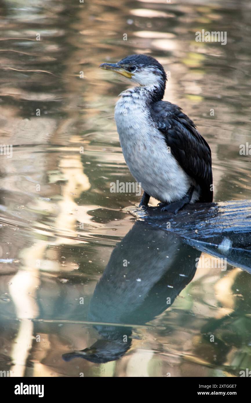 Le Cormorant à pied est un oiseau de taille moyenne avec des ailes noires et une queue noire. Il a un visage et une poitrine blancs. Banque D'Images