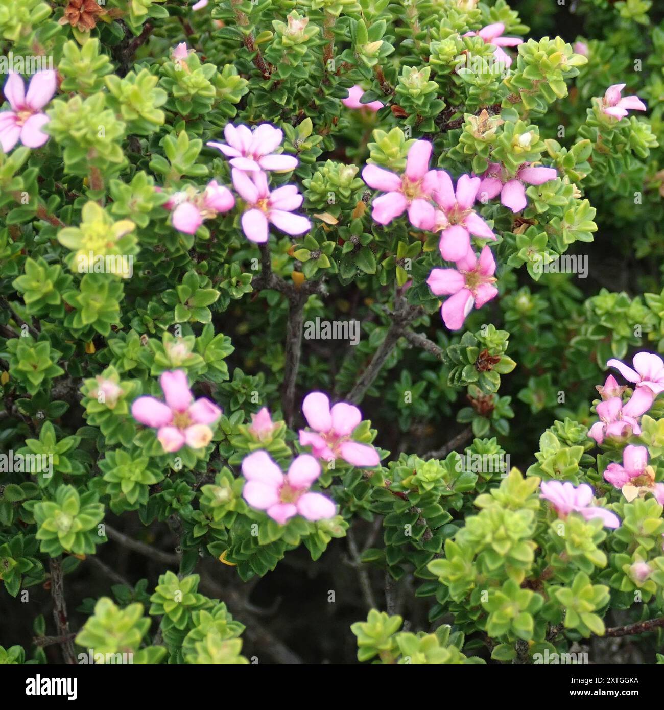 Porcelaine calcaire (Acmadenia heterophylla) Plantae Banque D'Images