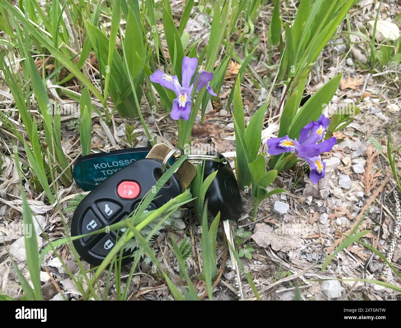 Lac nain Iris (Iris lacustris) Plantae Banque D'Images