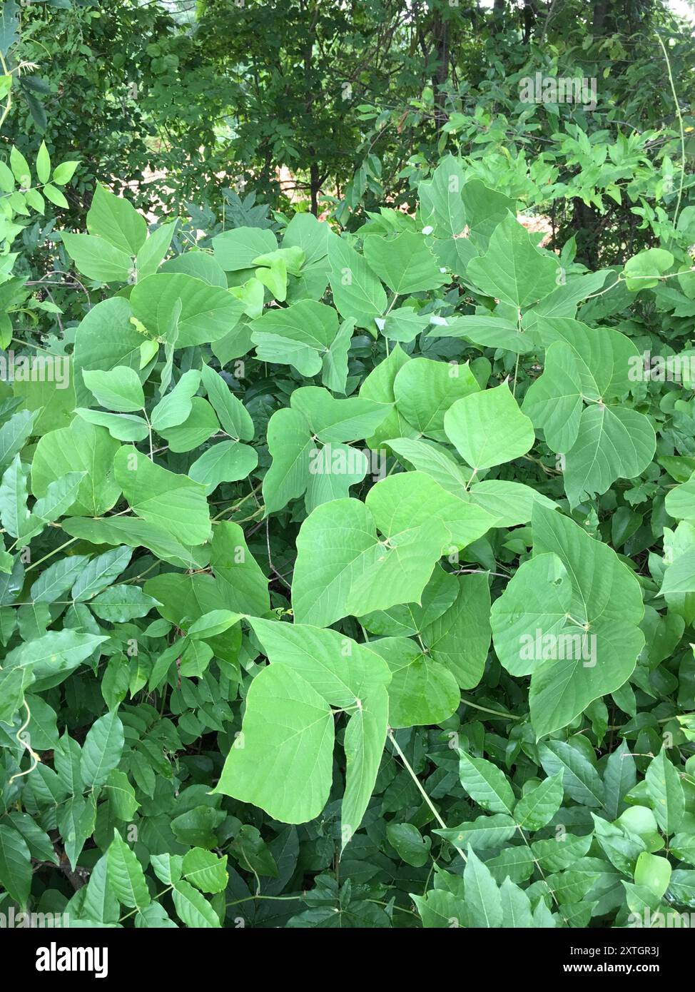 Haricot de Kudzu (Pueraria montana lobata) Plantae Banque D'Images