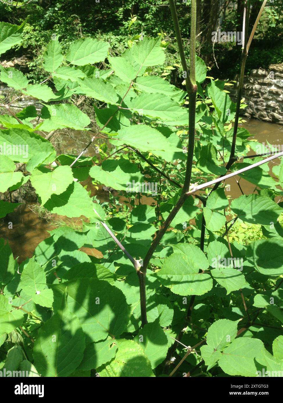 Spikenard américain (Aralia racemosa) Plantae Banque D'Images