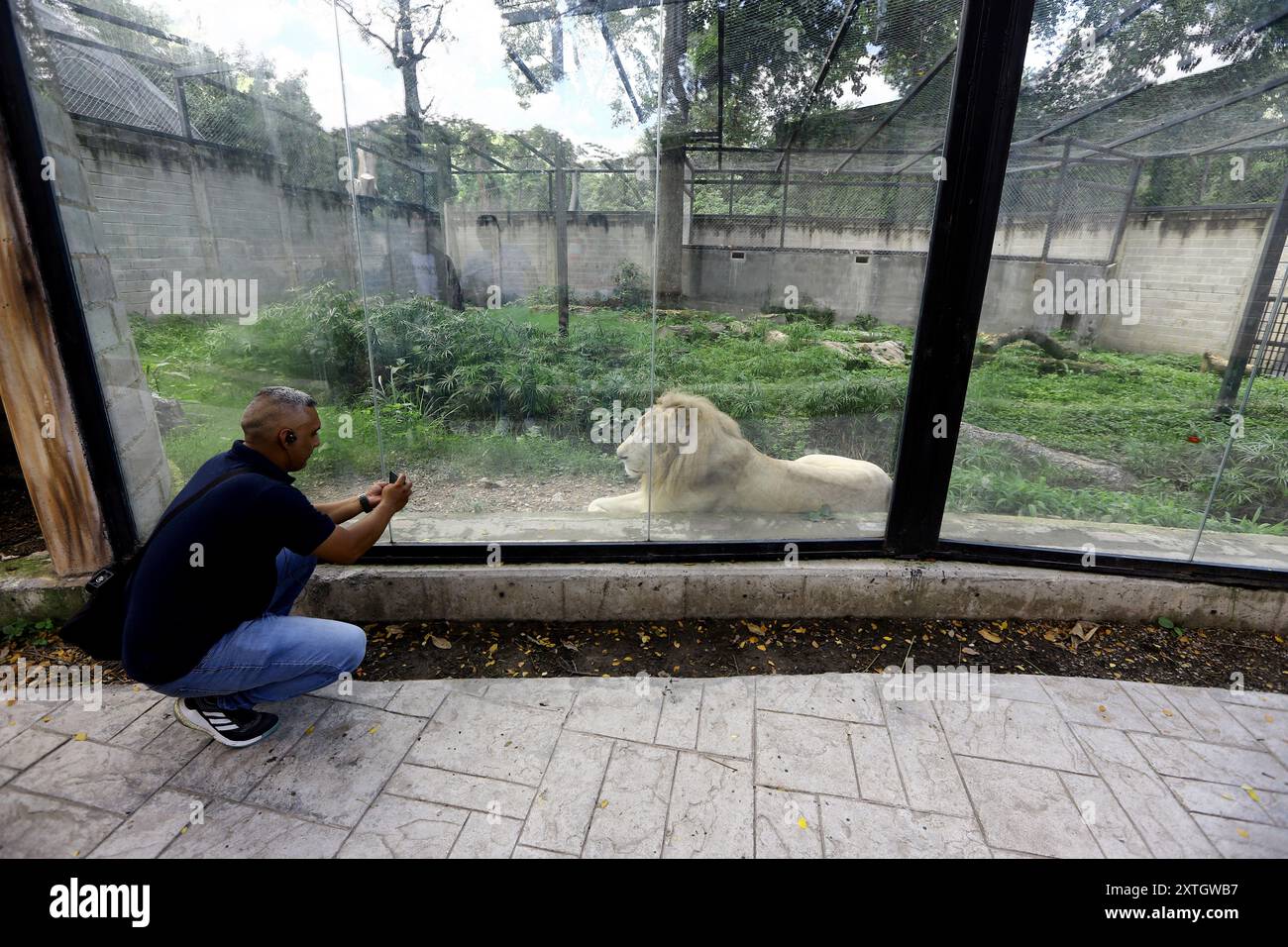 7 août 2024 : 10 août 2024. Le lion blanc est une mutation de couleur rare dans la région de Timbavati. Les lions blancs sont les mêmes lions africains rougeâtres (Panthera leo krugeri). Parfois présents dans les réserves naturelles d'Afrique australe, ils sont élevés sélectivement dans de nombreux zoos du monde entier. Ce lion blanc a été photographié au zoo de Las Delicias, dans la ville de Maracay, dans l'État d'Aragua. Photo : Juan Carlo HernÃndez (crédit image : © Juan Carlos Hernandez/ZUMA Press Wire) USAGE ÉDITORIAL SEULEMENT! Non destiné à UN USAGE commercial ! Banque D'Images