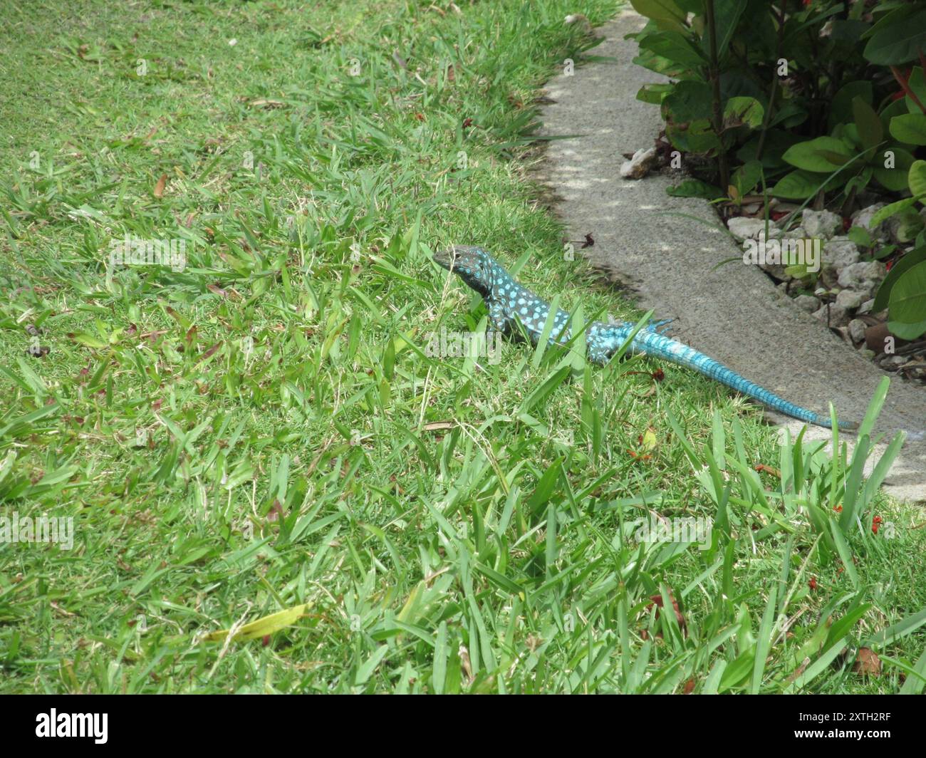 Aruba Whiptail (Cnemidophorus arubensis) Reptilia Banque D'Images