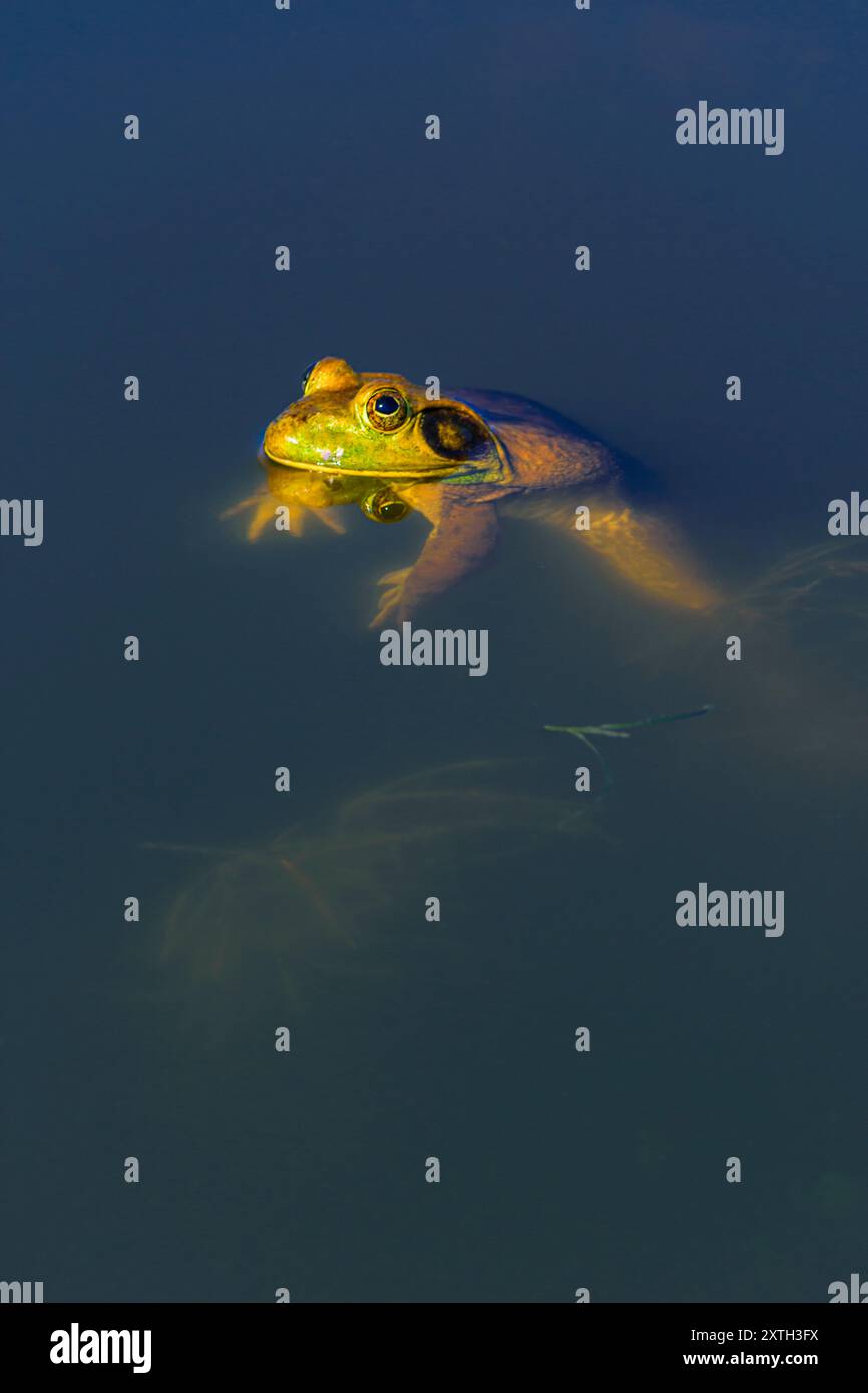 Grenouille taureau mâle d'Amérique (Lithobates catesbeianus) flottant sur l'eau calme du lac à la lumière du matin, Castle Rock Colorado USA. Photo prise en juillet. Banque D'Images