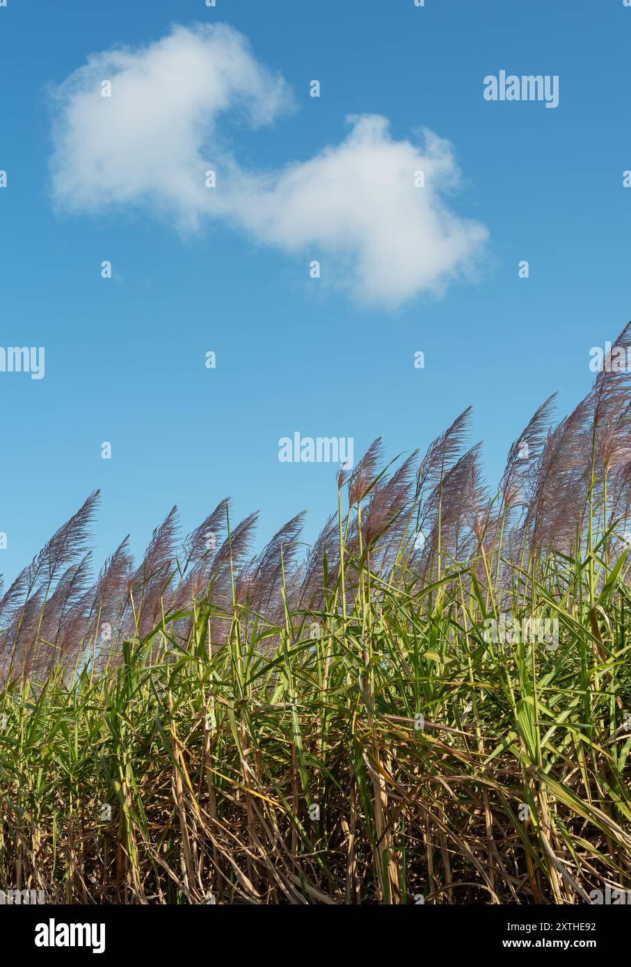 Canne à sucre (Saccharum officinarum), graminée vivace de la famille des Poaceae, principalement cultivée pour son jus à partir duquel le sucre est transformé. Banque D'Images