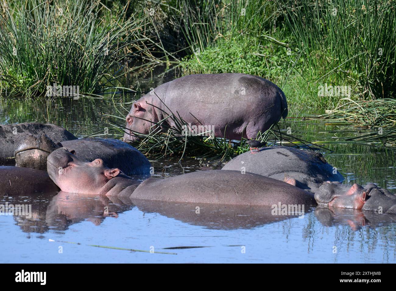 Une nacelle ou un groupe d'hippopotames vallonnés dans une rivière dans le parc national du cratère de Ngorongoro, Tanzanie. Banque D'Images