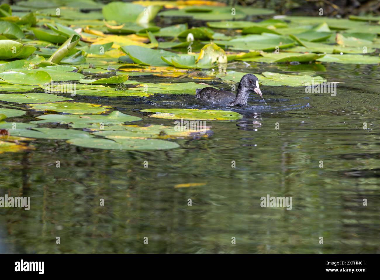 Un coot se nourrissant parmi les lilly pads. Banque D'Images