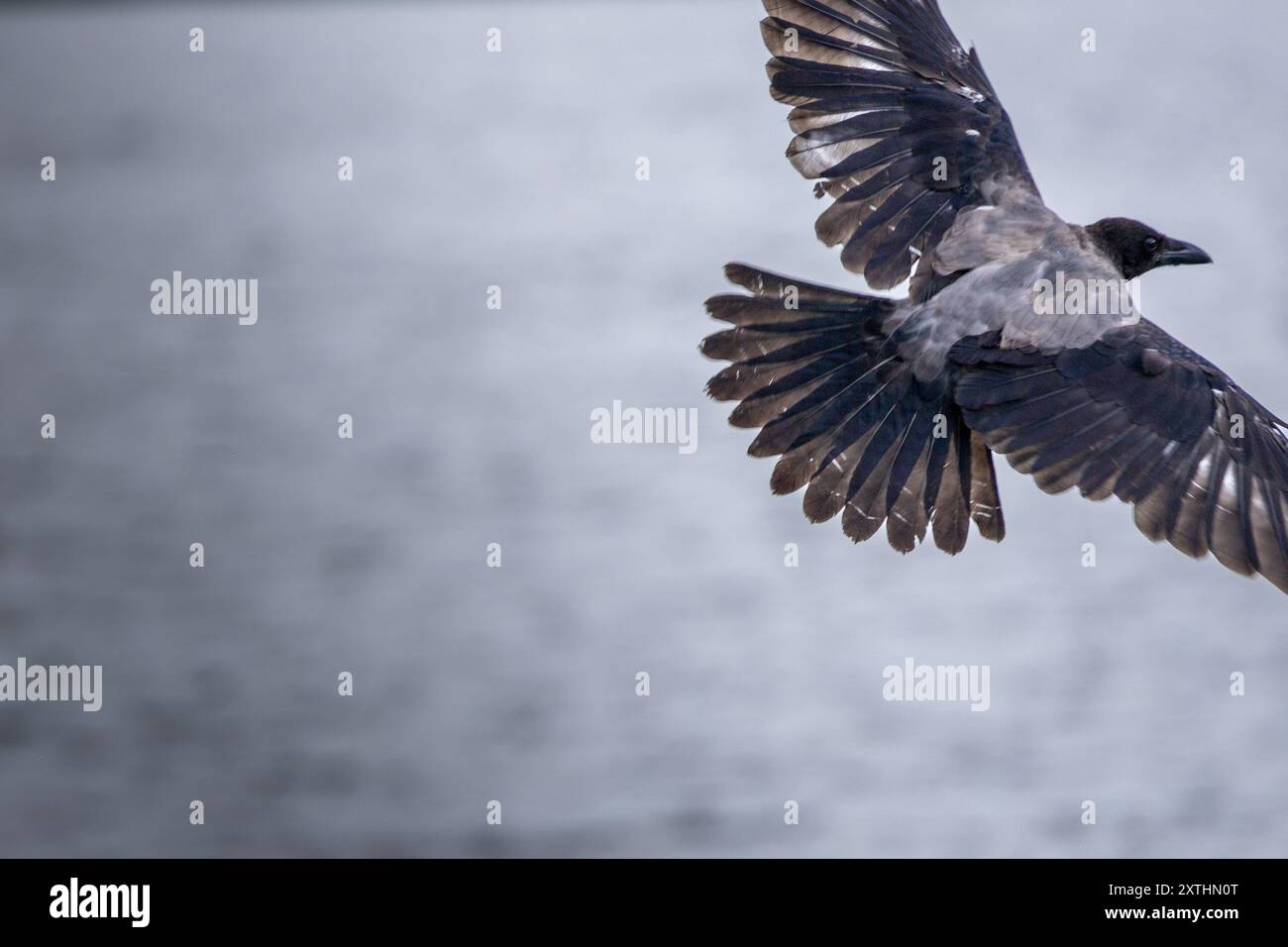 Un corbeau en vol sur fond de mer grise. Les ailes de l'oiseau sont étendues en s'élevant dans les airs, mettant en valeur ses plumes et son dynamisme Banque D'Images