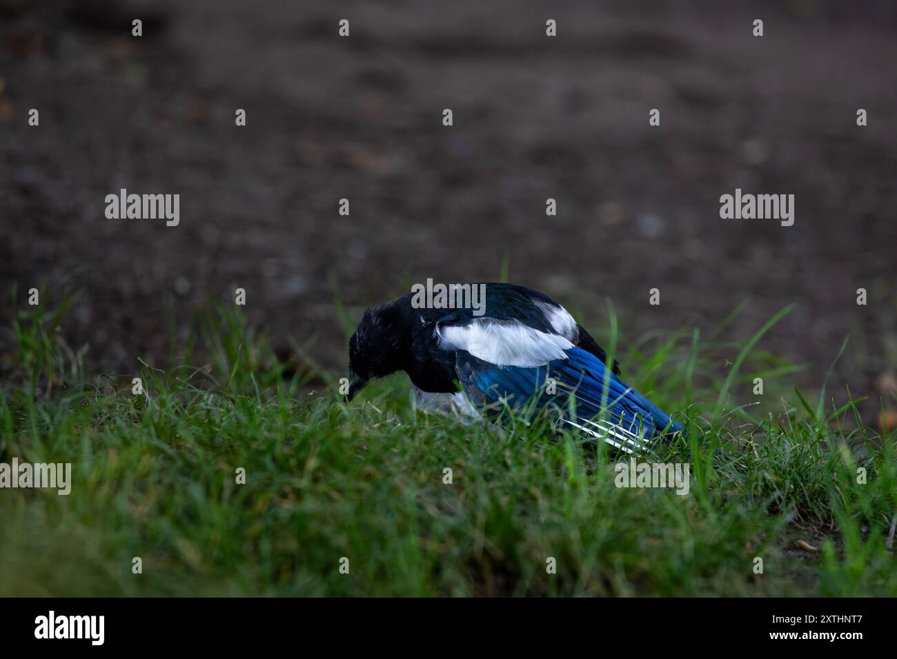 Un oiseau magpie avec plumage noir et blanc, debout sur l'herbe verte. L'arrière-plan est flou, soulignant les caractéristiques de l'oiseau. Le paramètre apparaît t Banque D'Images