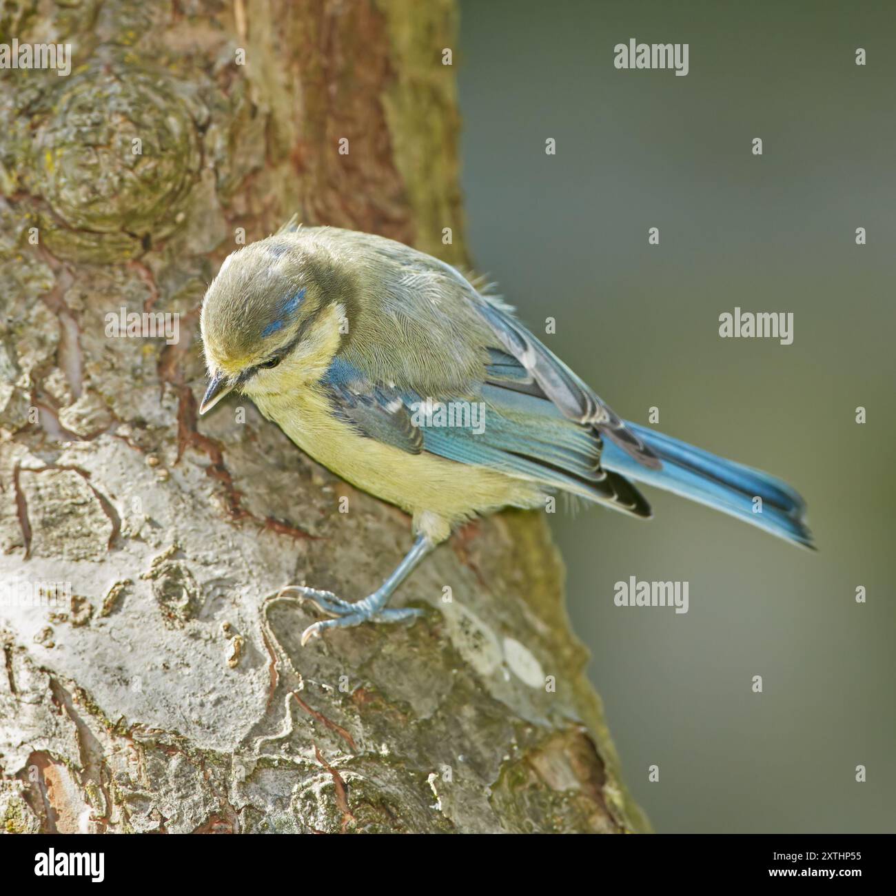 Paridae, oiseau et arbre dans la nature de l'écosystème avec insectivore, habitat naturel et conservation de la biodiversité. Animal, ailes et évolution, ravageur Banque D'Images