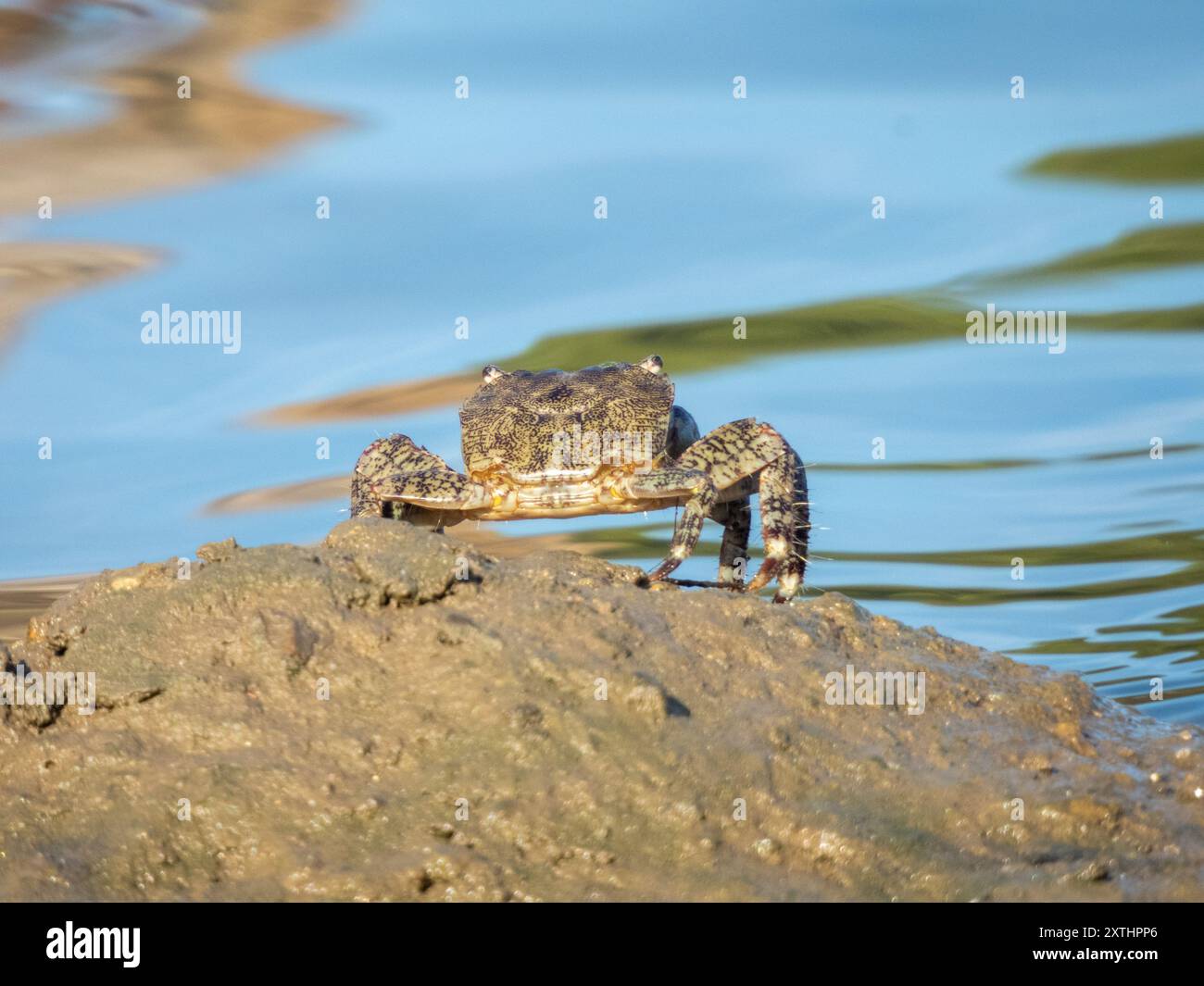 Pachygrapsus marmoratus est une espèce de crabe, parfois appelé crabe marbré ou crabe marbré, qui vit en Méditerranée Banque D'Images