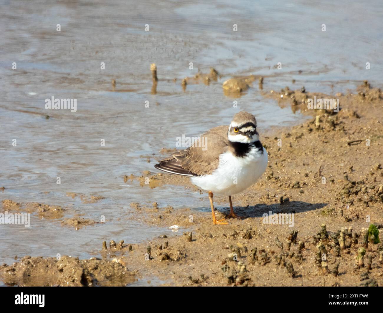 Petit pluvier annelé (Charadrius dubius) photographié dans la réserve naturelle de la vasière de l'étang de Villepey, à Fréjus, dans le sud de la France. Banque D'Images