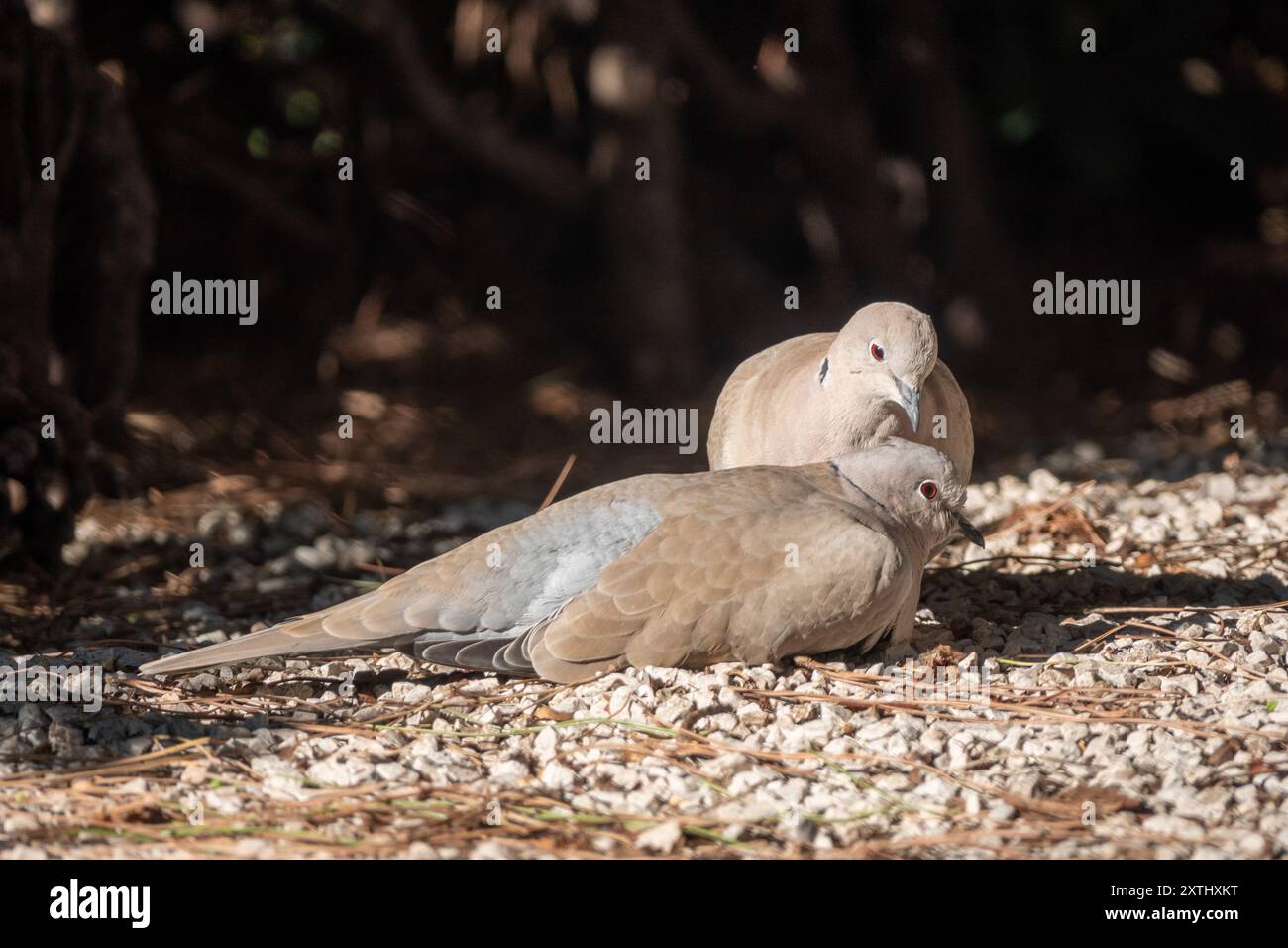 Le couple eurasien de colombe à collier (Streptopelia decaocto) Banque D'Images