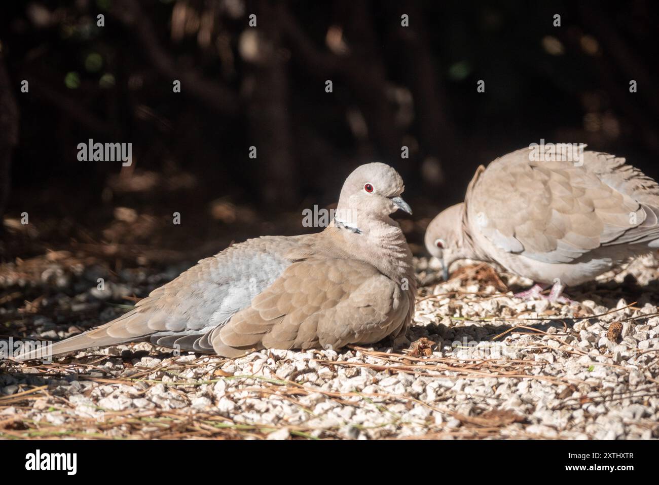 Le couple eurasien de colombe à collier (Streptopelia decaocto) Banque D'Images