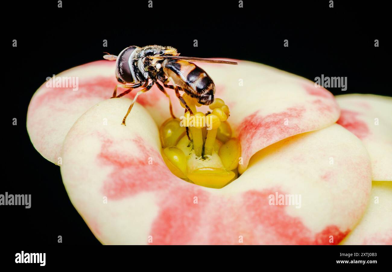 Hoverfly sur Euphorbia milii fleur, la couronne d'épines, nature flou fond, insecte Thaïlande. Banque D'Images