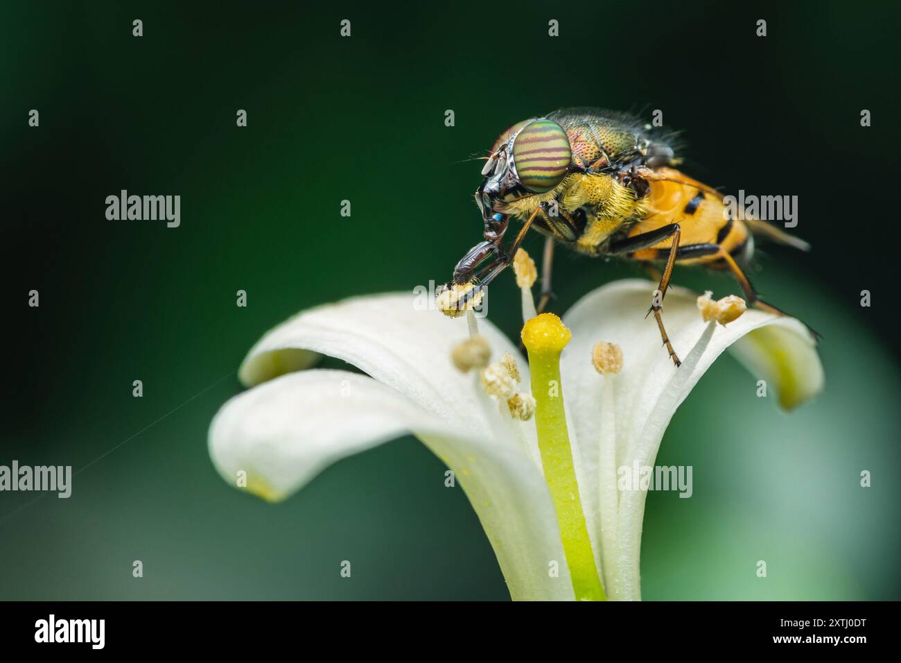 Hoverfly sur Euphorbia milii fleur, la couronne d'épines, nature flou fond, insecte Thaïlande. Banque D'Images