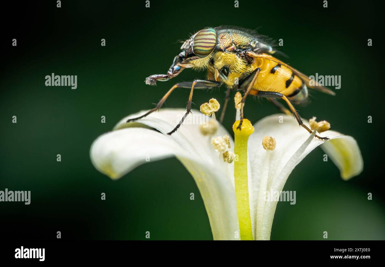Hoverfly sur Euphorbia milii fleur, la couronne d'épines, nature flou fond, insecte Thaïlande. Banque D'Images