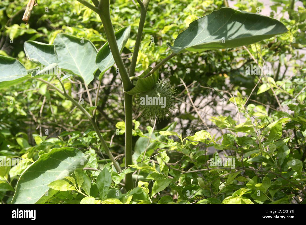 Fruits de trompette du diable (Datura metel) sur une plante : (pix Sanjiv Shukla) Banque D'Images