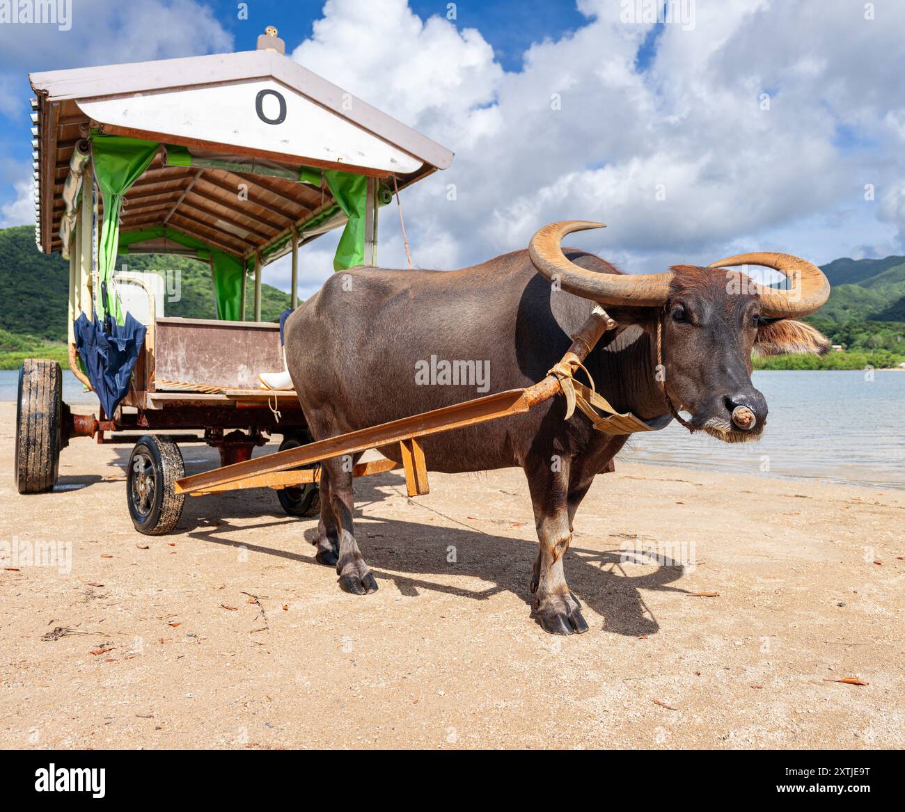 Chariot à buffles d'eau sur l'île de Yubu, Okinawa, Japon. Banque D'Images