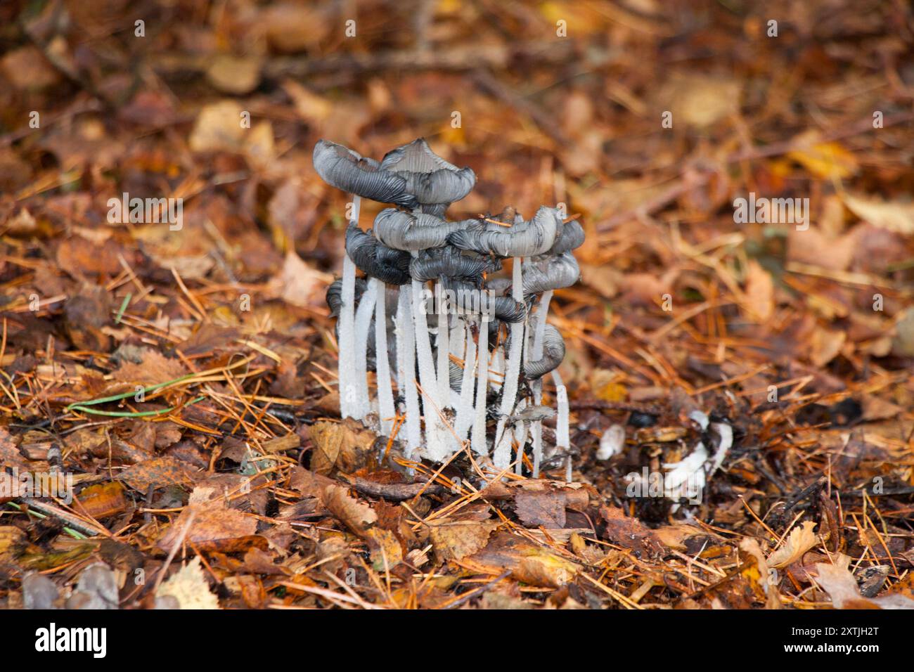 champignon coprinus lagopus Banque D'Images