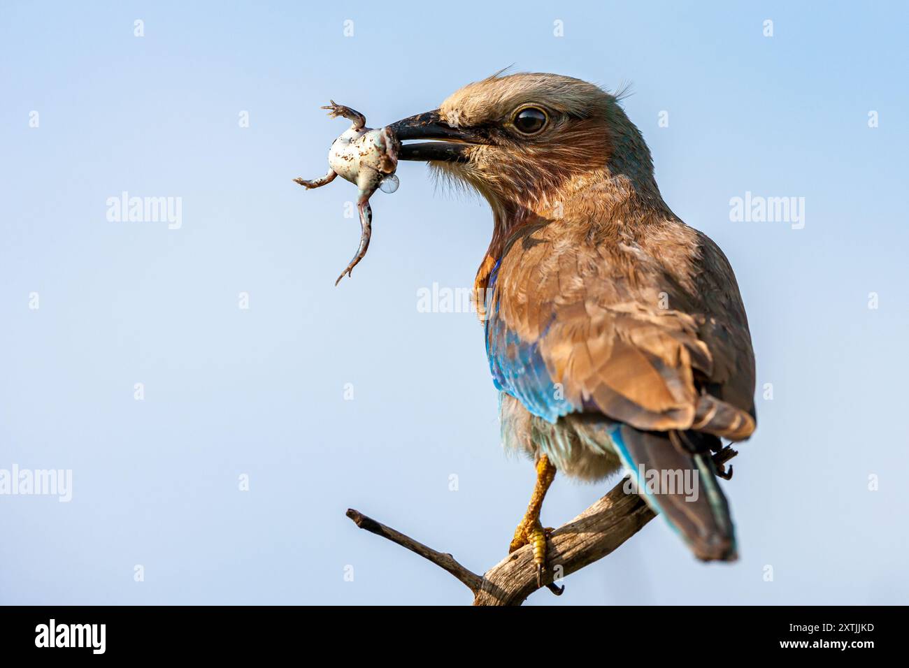 Afrique du Sud, Parc national Kruger, rouleau couronné de roux / rouleau violet (Coracias naevius) avec une proie Banque D'Images