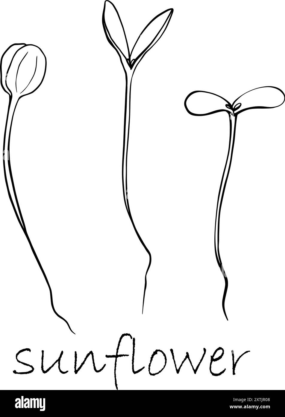 Une illustration vectorielle simple et propre des microgreens de tournesol, mettant en valeur les feuilles et les tiges délicates, idéal pour une utilisation dans les études botaniques Illustration de Vecteur