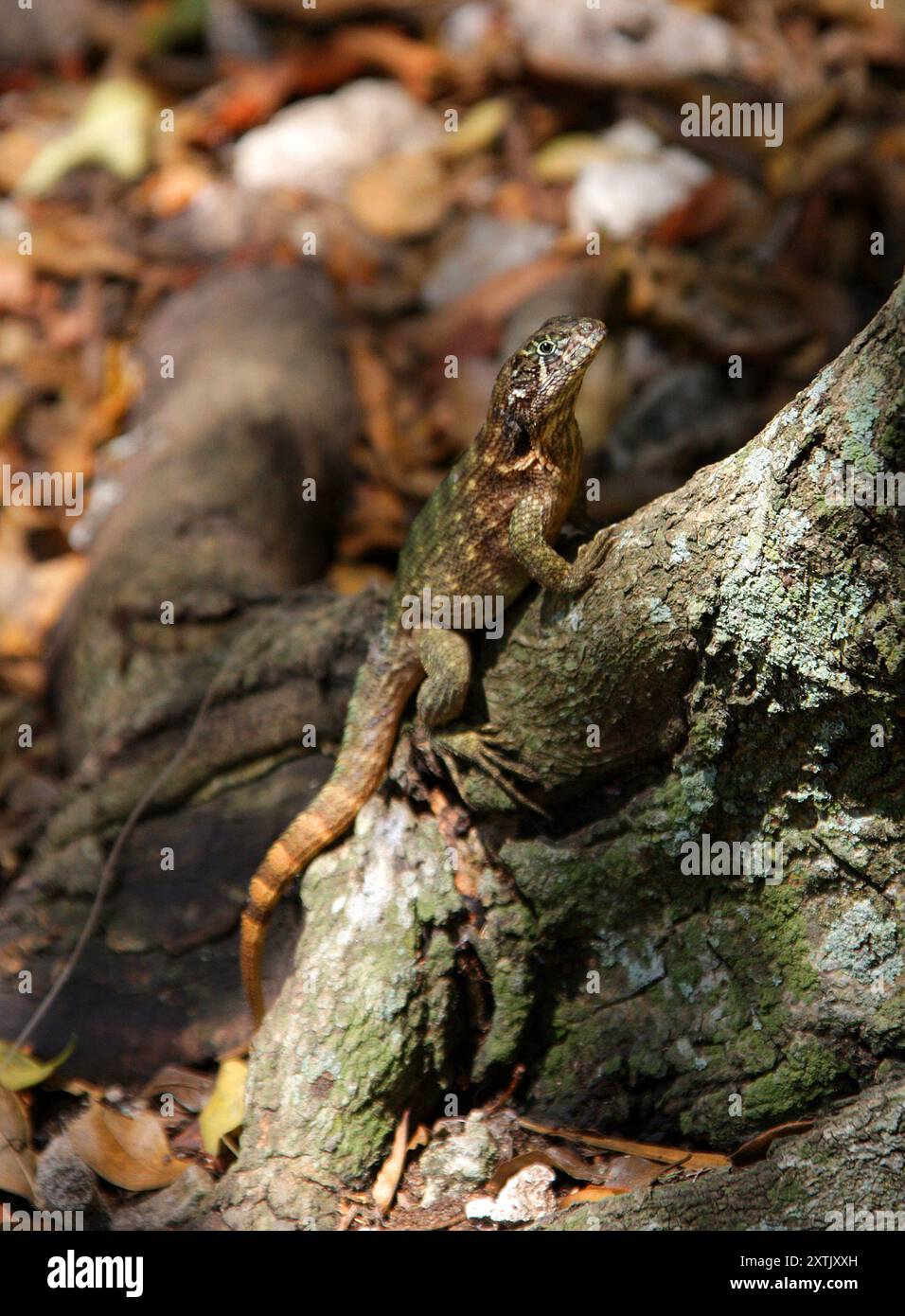 Lézard à queue bouclée du Nord, Leiocephalus carinatus, Leiocephalidae, Reptilia. Cuba. Banque D'Images
