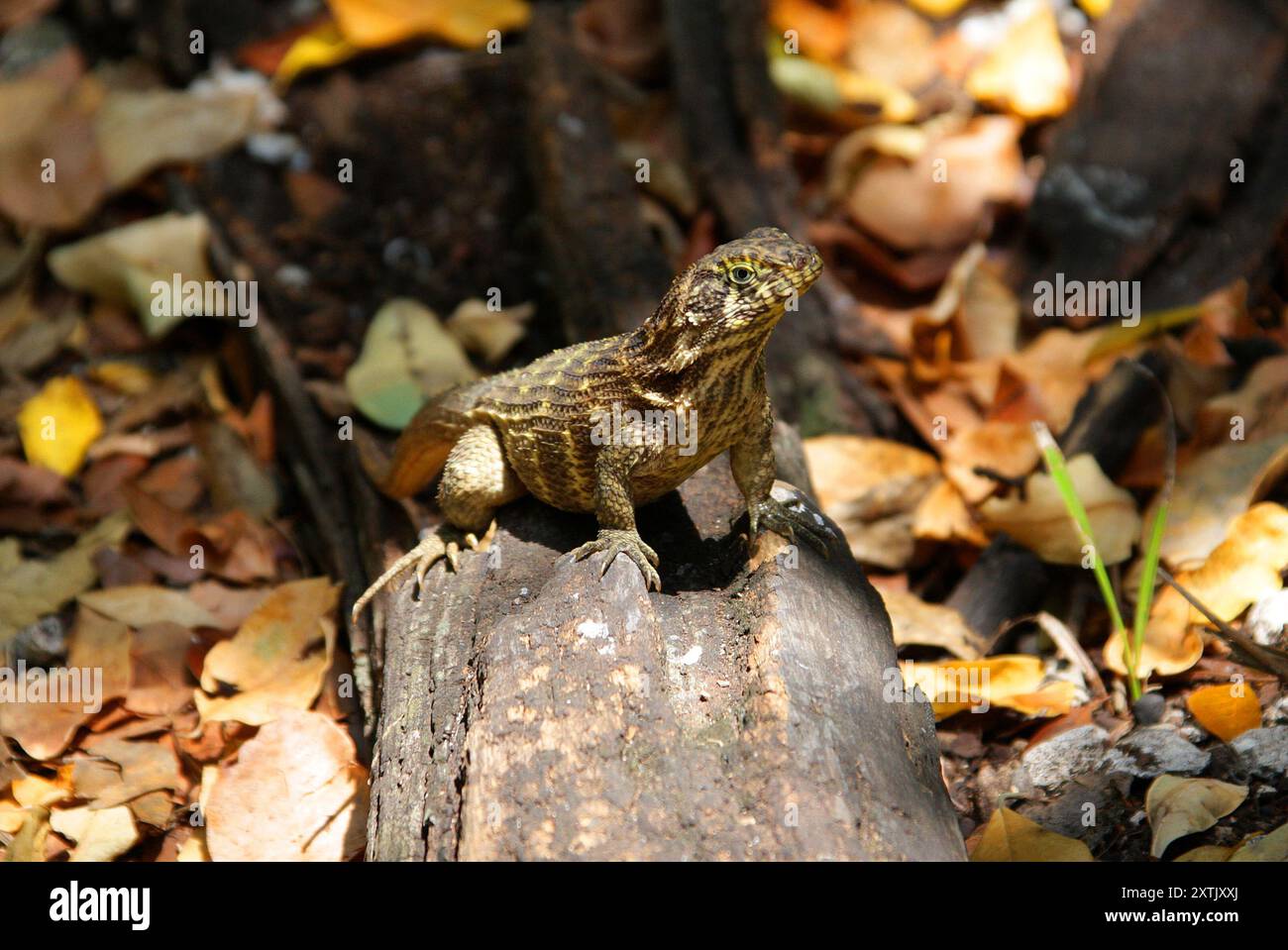 Lézard à queue bouclée du Nord, Leiocephalus carinatus, Leiocephalidae, Reptilia. Cuba. Banque D'Images