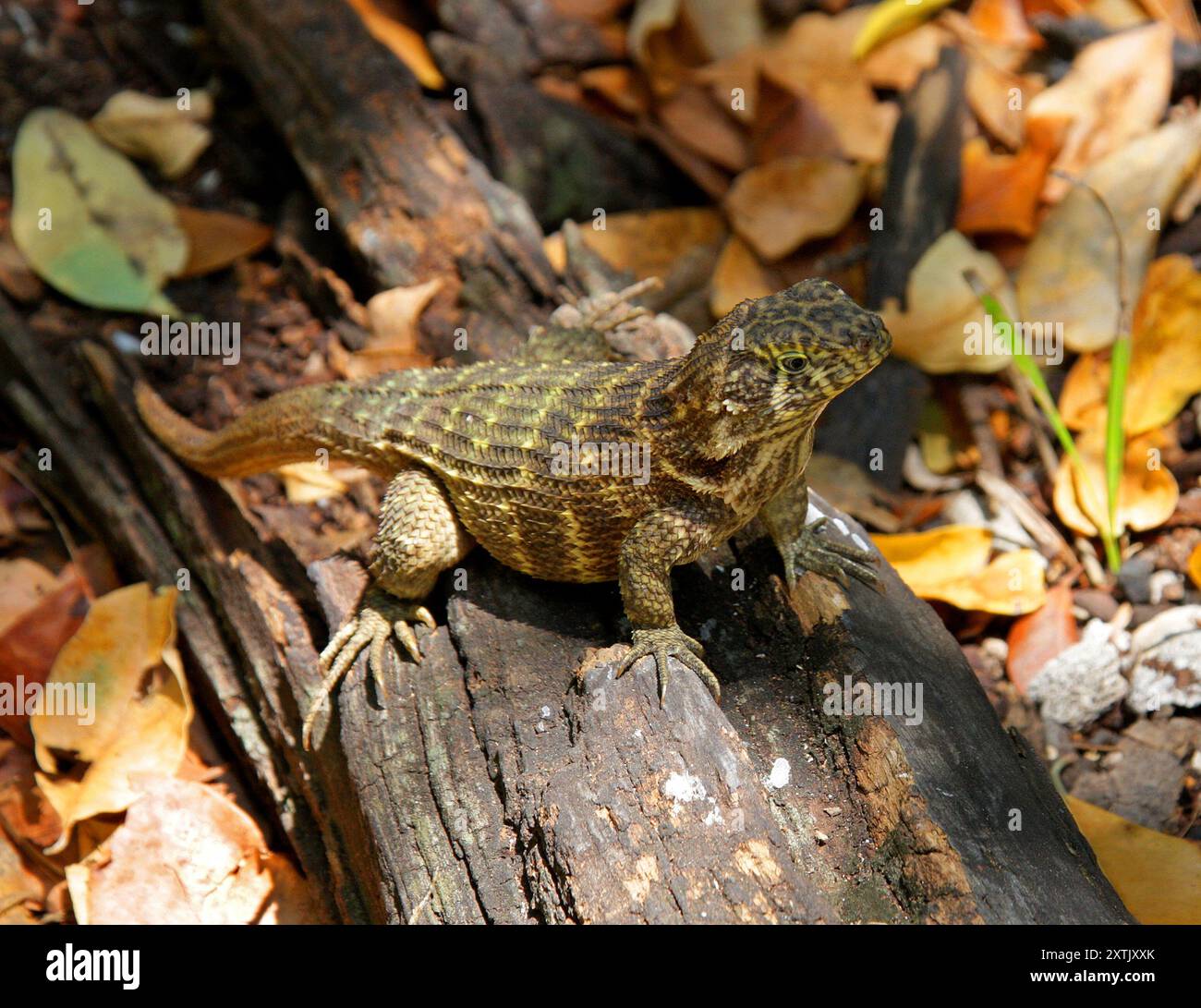 Lézard à queue bouclée du Nord, Leiocephalus carinatus, Leiocephalidae, Reptilia. Cuba. Banque D'Images