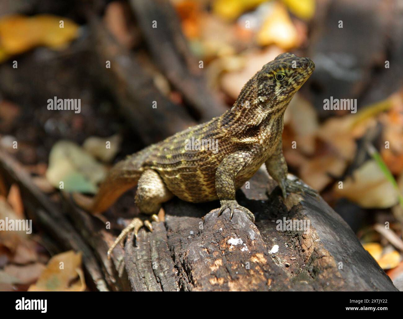 Lézard à queue bouclée du Nord, Leiocephalus carinatus, Leiocephalidae, Reptilia. Cuba. Banque D'Images