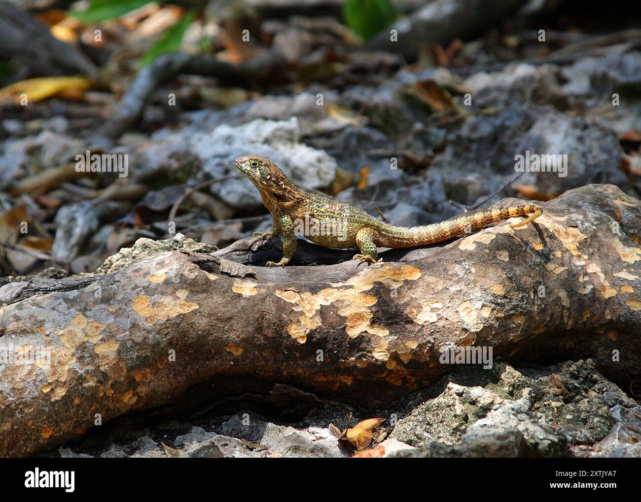 Lézard à queue bouclée du Nord, Leiocephalus carinatus, Leiocephalidae, Reptilia. Cuba. Banque D'Images