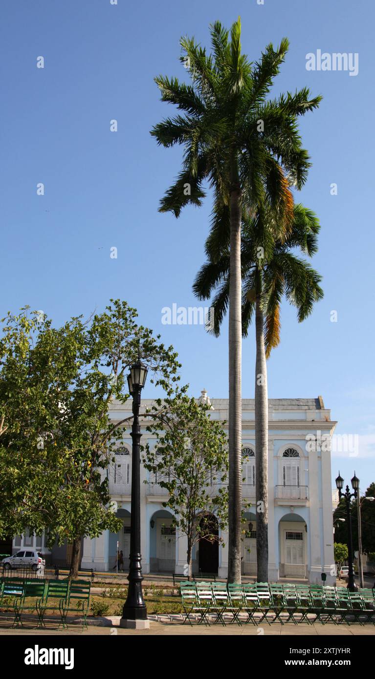 Palmiers royaux cubains, Roystonea regia, Arecaceae. Parc Marti, Cienfuegos, Cuba, grandes Antilles, Caraïbes. Banque D'Images