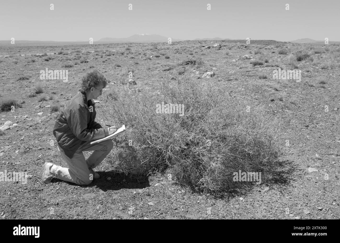 Femme caucasienne âgée de 50-60 ans examinant un buisson dans le désert au large de la I-40 près de Winslow, Arizona, États-Unis. L'image met en évidence les thèmes de la conservation. Banque D'Images