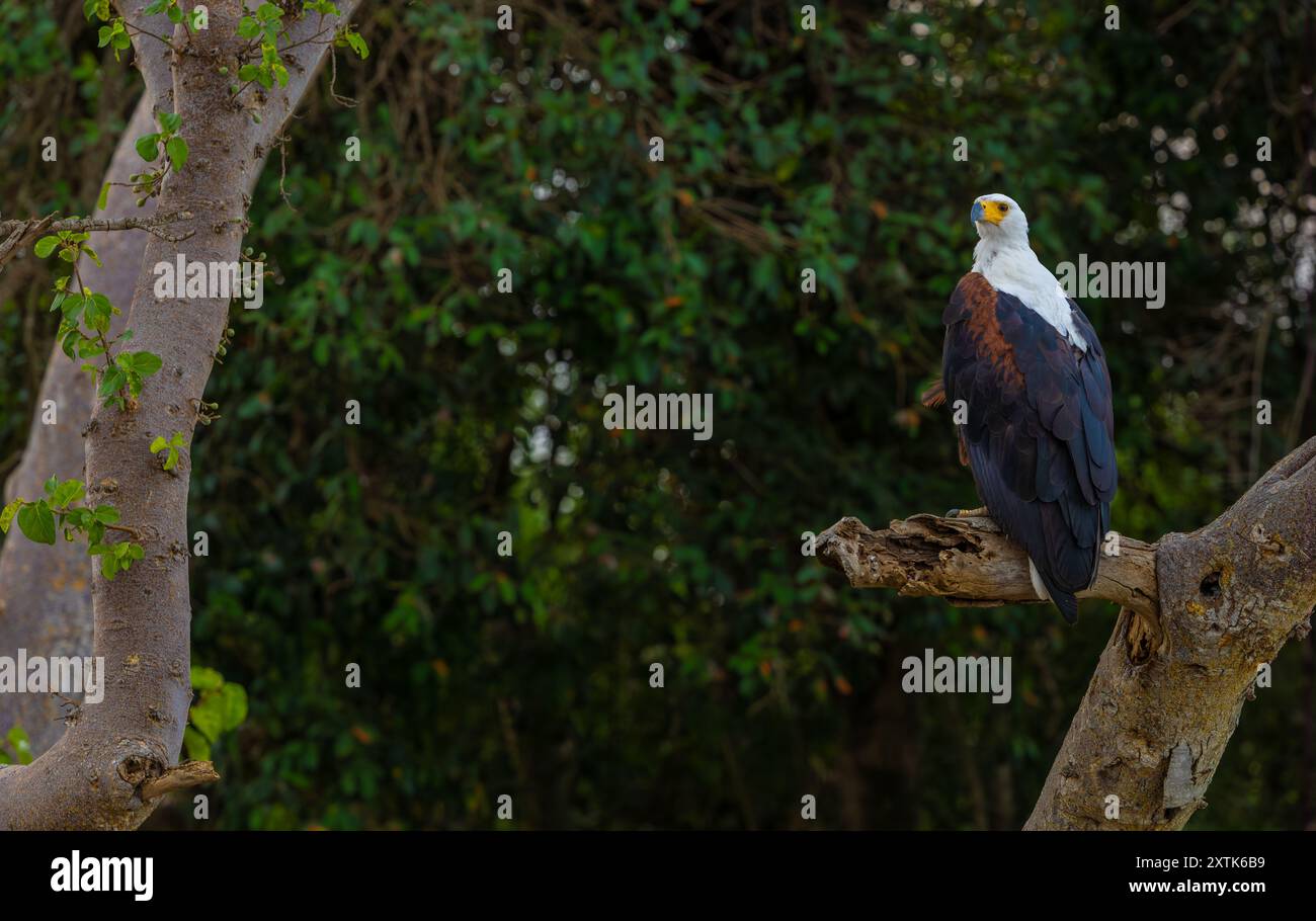 Aigle poisson africain perché sur une branche d'arbre sur la rive de la rivière Grumeti. Parc national du Serengeti, Tanzanie. Banque D'Images