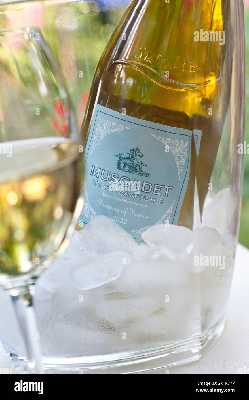 Muscadet vin blanc sec français «sur lie» étiquette de bouteille verre et refroidisseur de vin avec glaçons, en terrasse de jardin fleuri en plein air. Banque D'Images