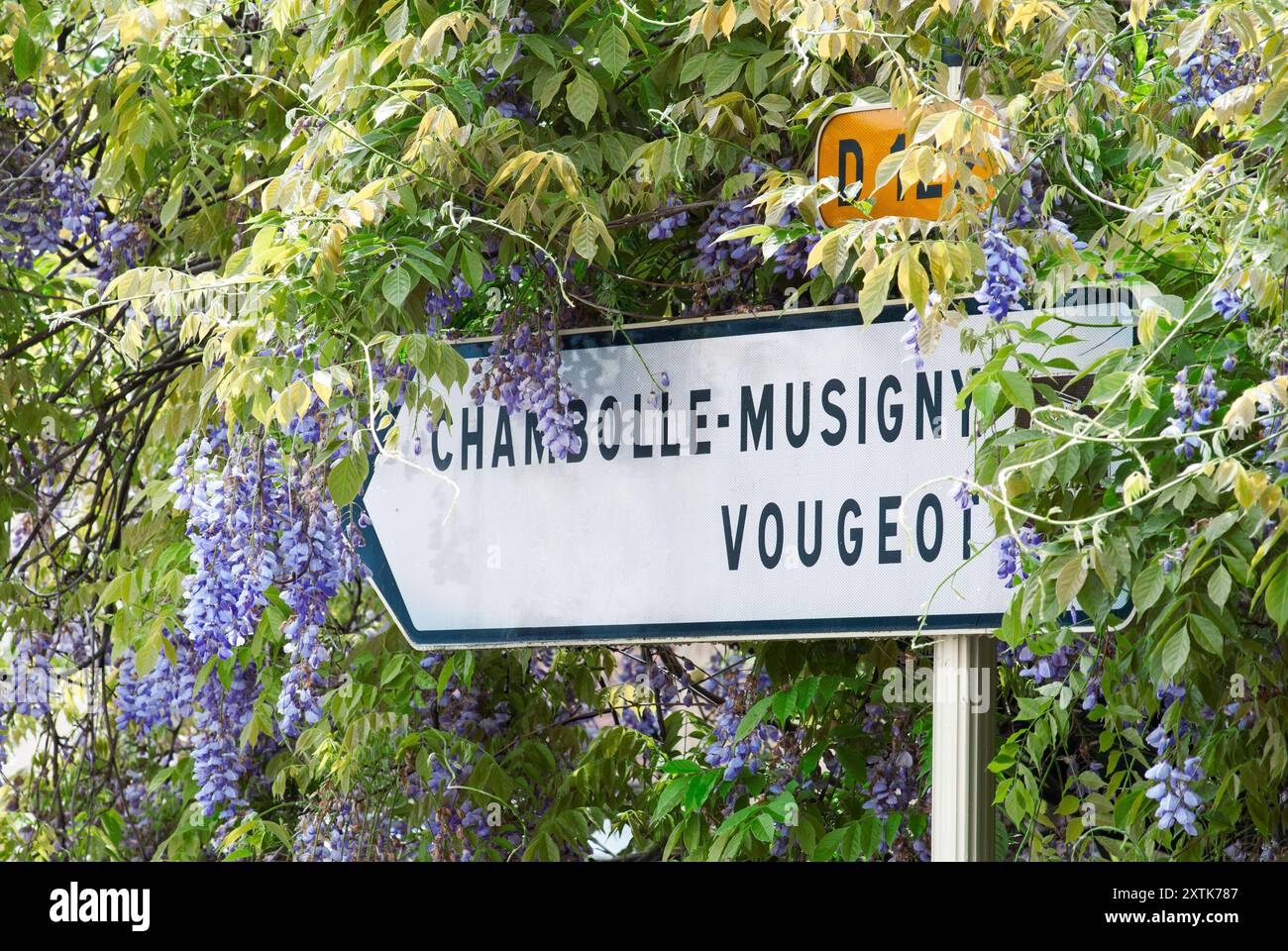 Route des vins française panneau routier sur la D122 route des grands Crus pour Chambolle-Musigny et Vougeot entouré par la wisteria Côte d'Or Bourgogne France Banque D'Images