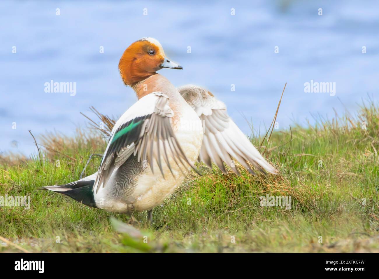 Wigeon Duck, Norfolk, printemps 2024 Banque D'Images