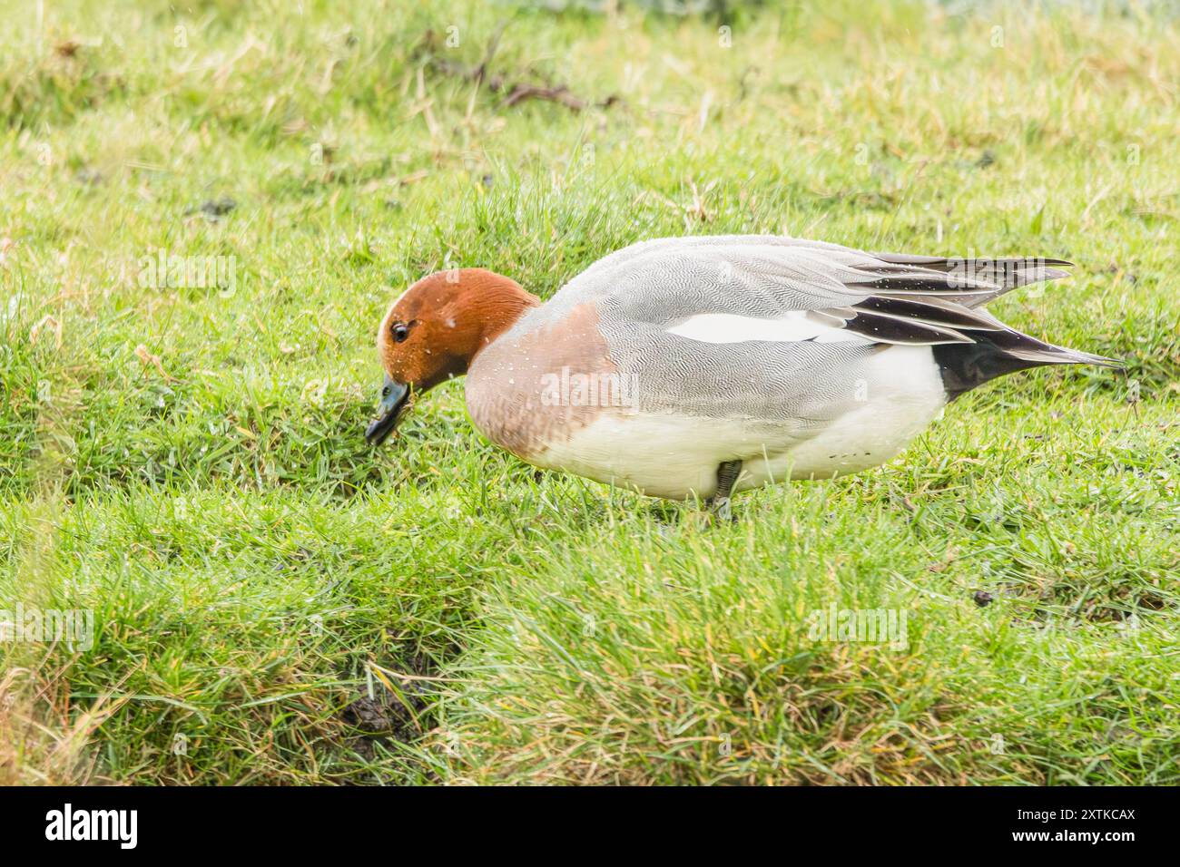 Wigeon Duck, Norfolk, printemps 2024 Banque D'Images