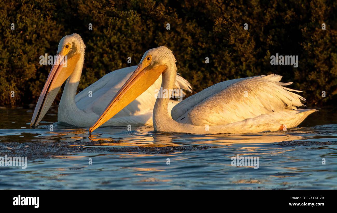 Pélicans blancs américains pêchant au coucher du soleil. Palo Alto Baylands, comté de Santa Clara, Californie, États-Unis. Banque D'Images