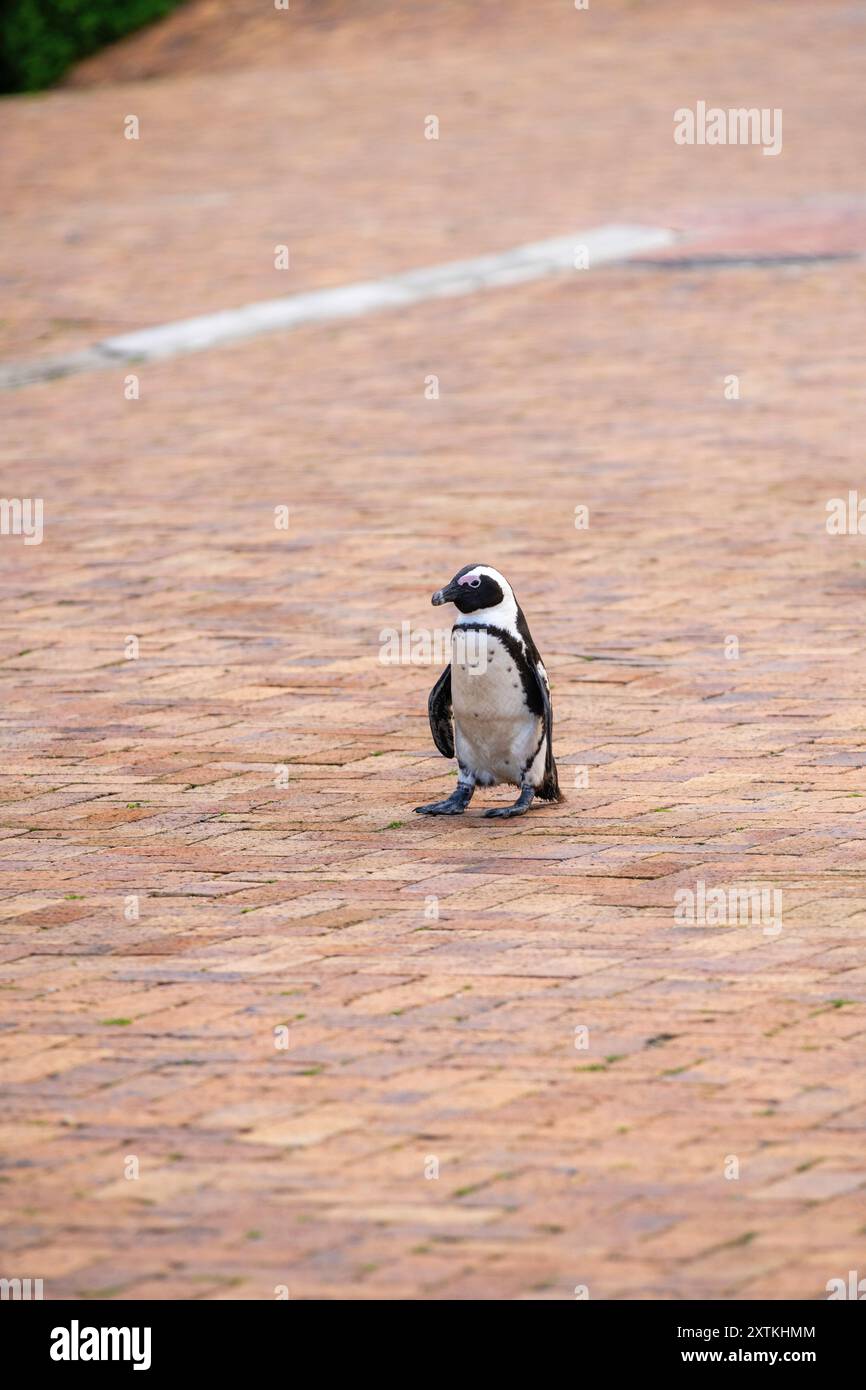 Le manchot africain (Spheniscus demersus) traverse le parking de la réserve naturelle de Stony point, en Afrique du Sud, par une journée d'hiver couverte. Banque D'Images