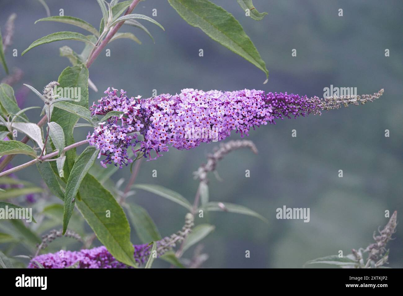 Les petites fleurs violettes et roses d'une plante Buddleja (AKA buddleia, lilas d'été, buisson papillon et oeil orange) sont montrées de près. Banque D'Images