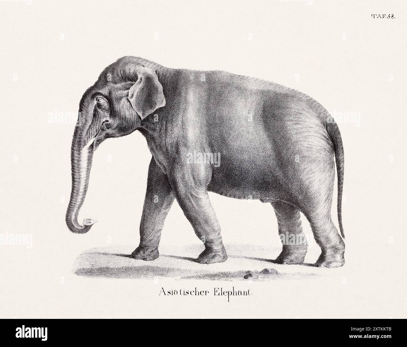 Illustration d'éléphant. Lithographie zoologique. Art d'histoire naturelle Banque D'Images