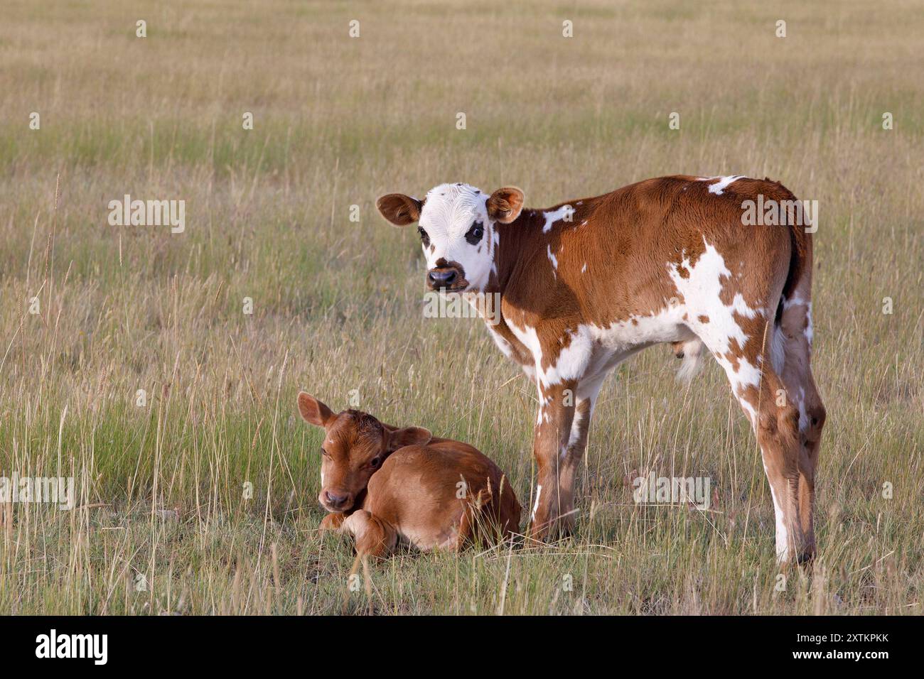 Deux veaux à l'extérieur dans un pâturage de prairie, Saskatchewan, Canada Banque D'Images