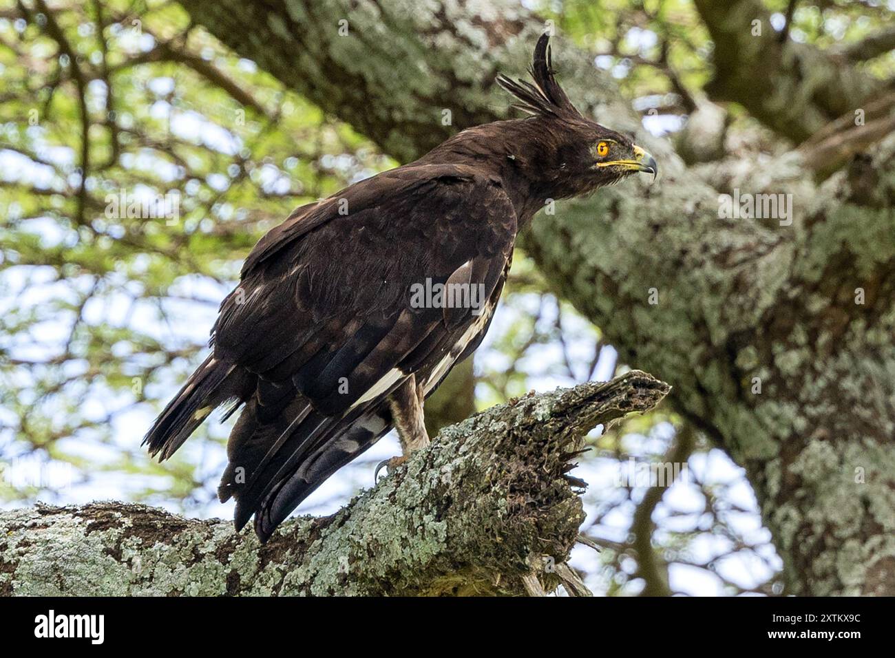 Aigle à crête longue, plaines de Ndutu, parc national du Serengeti, Tanzanie Banque D'Images